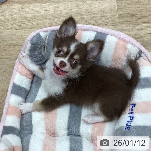 新潟県のチワワ(ロング) (ペットプラス 新潟南店/2025年10月27日生まれ/男の子/チョコレートタンホワイト)の子犬の3枚目の画像