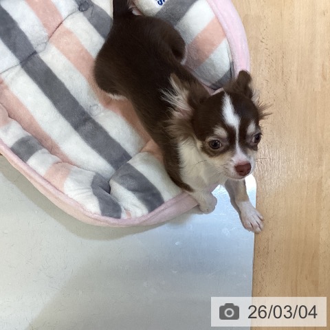 新潟県のチワワ(ロング) (ペットプラス 新潟青山店/2025年10月27日生まれ/男の子/チョコレートタンホワイト)の子犬の4枚目の画像