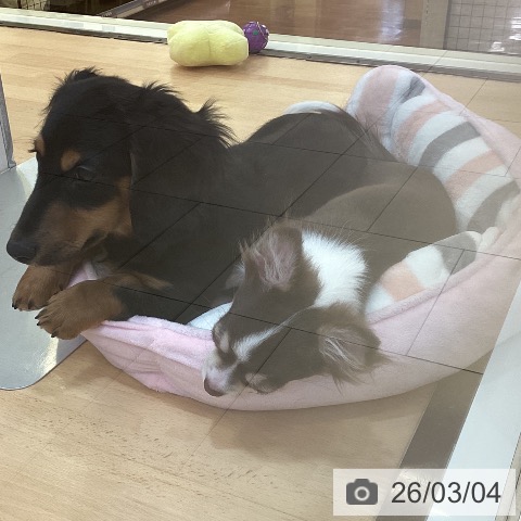 新潟県のチワワ(ロング) (ペットプラス 新潟青山店/2025年10月27日生まれ/男の子/チョコレートタンホワイト)の子犬の3枚目の画像