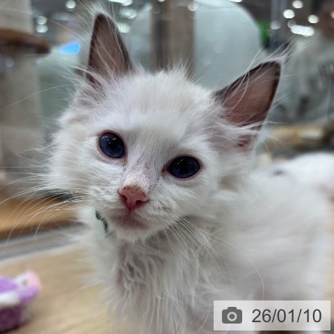 大阪府のラグドール (ペットプラス イオン大日店/2025年11月2日生まれ/男の子/ブルーポイントバイカラー)の子猫の4枚目の画像