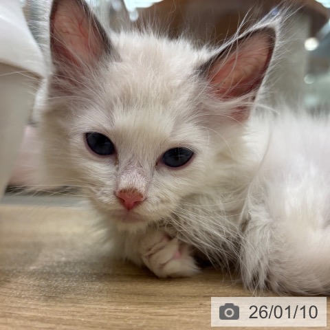 大阪府のラグドール (ペットプラス イオン大日店/2025年11月2日生まれ/男の子/ブルーポイントバイカラー)の子猫の3枚目の画像