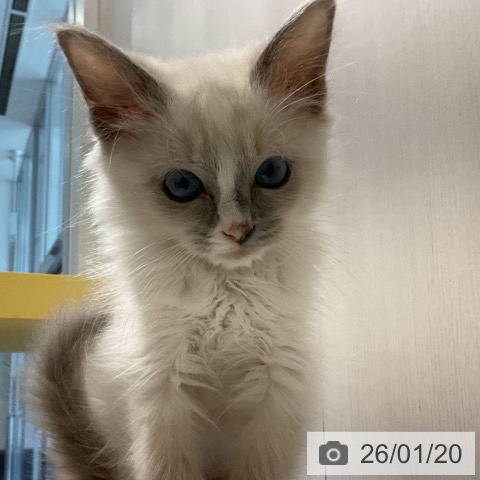 奈良県のラグドール (ペットプラス 大和郡山店/2025年11月2日生まれ/男の子/ブルーポイントバイカラー)の子猫の4枚目の画像