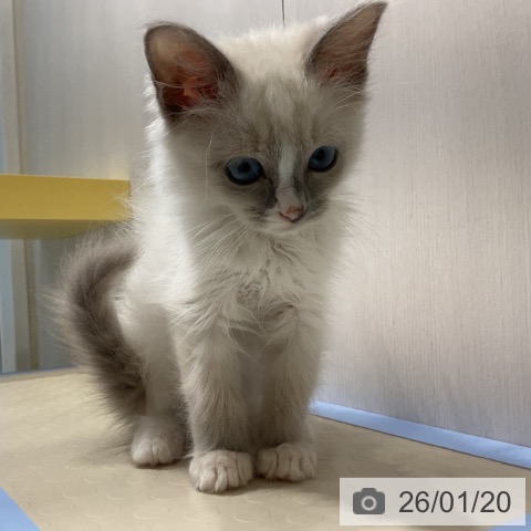 奈良県のラグドール (ペットプラス 大和郡山店/2025年11月2日生まれ/男の子/ブルーポイントバイカラー)の子猫の3枚目の画像