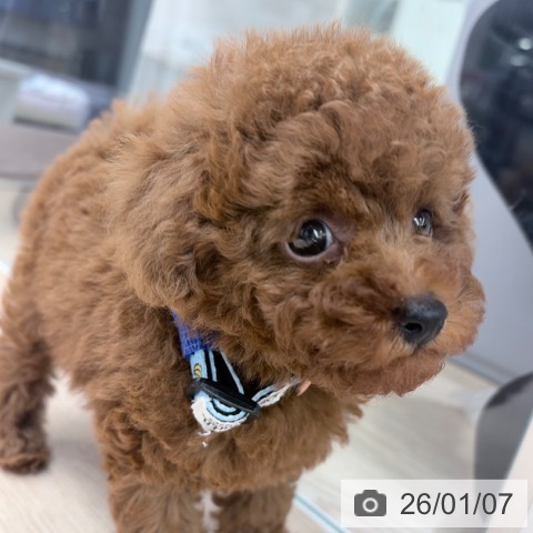 京都府のトイプードル(トイ) (ペットプラス 京都桂川店/2025年11月7日生まれ/男の子/レッドフォーン)の子犬の4枚目の画像