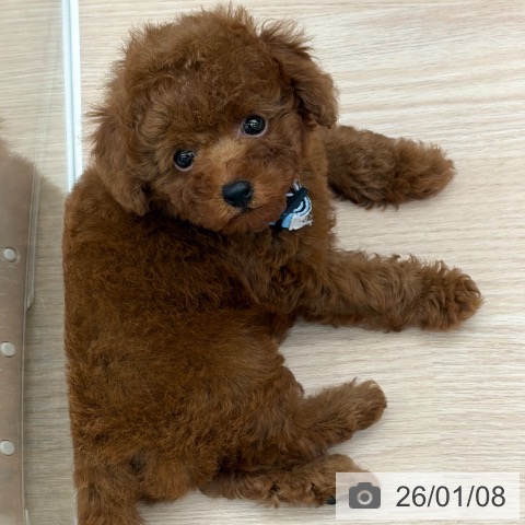 京都府のトイプードル(トイ) (ペットプラス 京都桂川店/2025年11月7日生まれ/男の子/レッドフォーン)の子犬の3枚目の画像