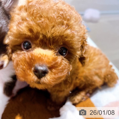 大阪府のトイプードル(トイ) (ペットプラス イオン大日店/2025年11月7日生まれ/女の子/レッドフォーン)の子犬の4枚目の画像