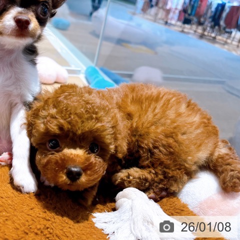 大阪府のトイプードル(トイ) (ペットプラス イオン大日店/2025年11月7日生まれ/女の子/レッドフォーン)の子犬の3枚目の画像