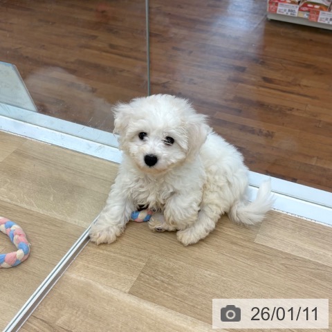 京都府のビションフリーゼ (ペットプラス 久御山店/2025年11月4日生まれ/男の子/ホワイト)の子犬の3枚目の画像