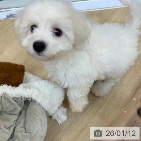 京都府のビションフリーゼ (ペットプラス 久御山店/2025年11月4日生まれ/男の子/ホワイト)の子犬の4枚目の画像