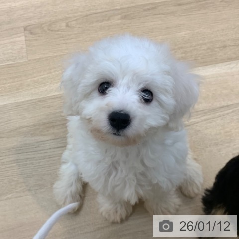 京都府のビションフリーゼ (ペットプラス 久御山店/2025年11月4日生まれ/男の子/ホワイト)の子犬の3枚目の画像