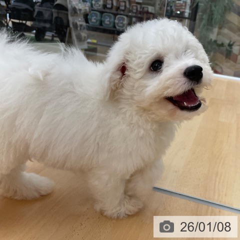 京都府のビションフリーゼ (ペットプラス 醍醐店/2025年11月4日生まれ/男の子/ホワイト)の子犬の4枚目の画像