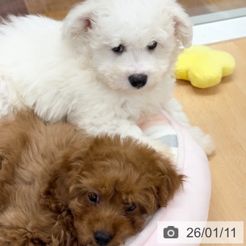 京都府のビションフリーゼ (ペットプラス 醍醐店/2025年11月4日生まれ/男の子/ホワイト)の子犬の4枚目の画像