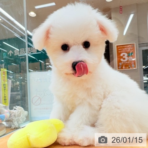 ビション・フリーゼの写真