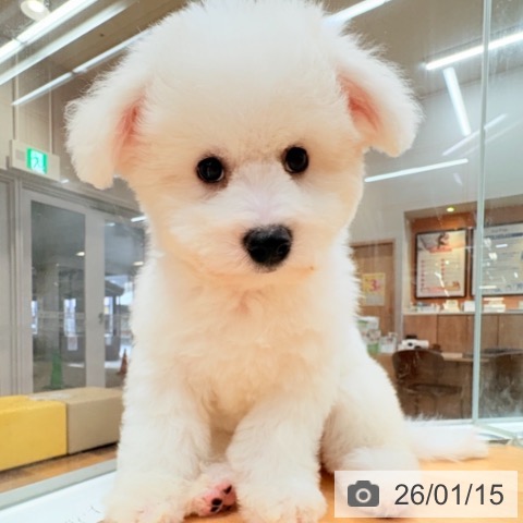 ビション・フリーゼの写真