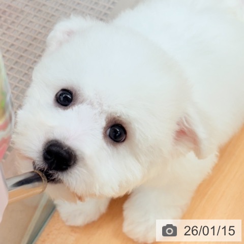 ビション・フリーゼの写真