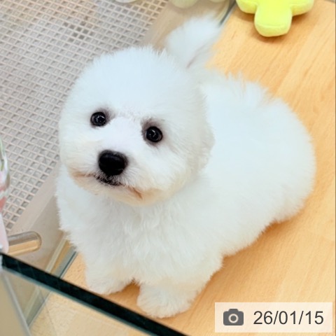 ビション・フリーゼの写真