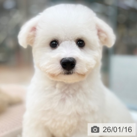 ビション・フリーゼの写真