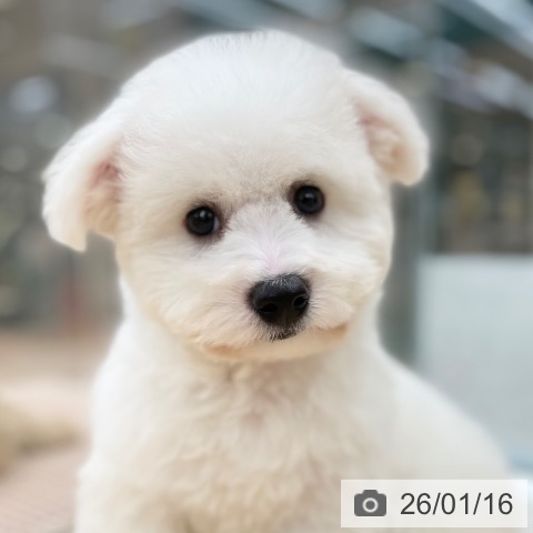 京都府のビションフリーゼ (ペットプラス 醍醐店/2025年11月4日生まれ/男の子/ホワイト)の子犬の4枚目の画像