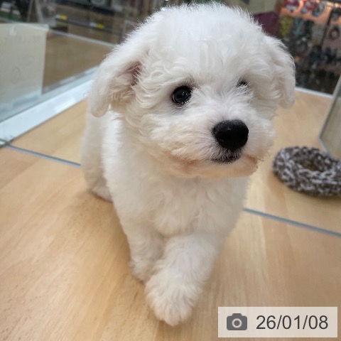 京都府のビションフリーゼ (ペットプラス 醍醐店/2025年11月4日生まれ/男の子/ホワイト)の子犬の3枚目の画像