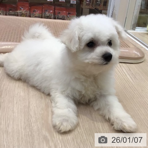 大阪府のビションフリーゼ (ペットプラス ららぽーと和泉店/2025年11月4日生まれ/男の子/ホワイト)の子犬の3枚目の画像