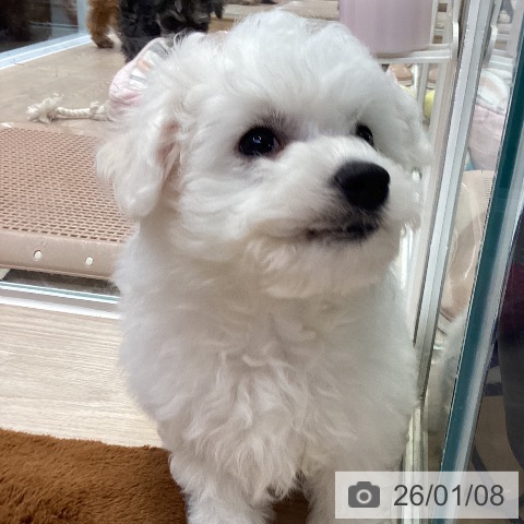 大阪府のビションフリーゼ (ペットプラス ららぽーと和泉店/2025年11月4日生まれ/男の子/ホワイト)の子犬の4枚目の画像