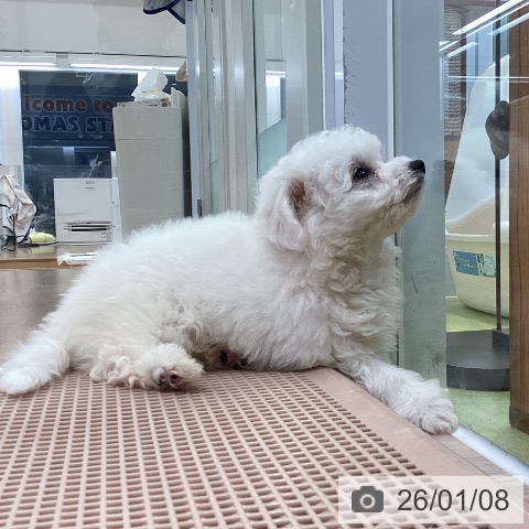 大阪府のビションフリーゼ (ペットプラス ららぽーと和泉店/2025年11月4日生まれ/男の子/ホワイト)の子犬の3枚目の画像