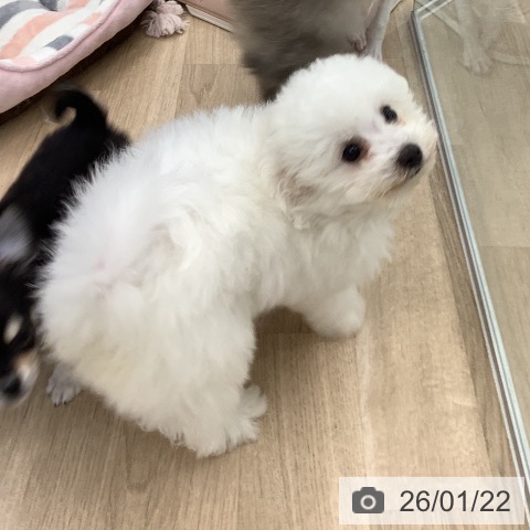 大阪府のビションフリーゼ (ペットプラス りんくう泉南店/2025年11月4日生まれ/男の子/ホワイト)の子犬の4枚目の画像