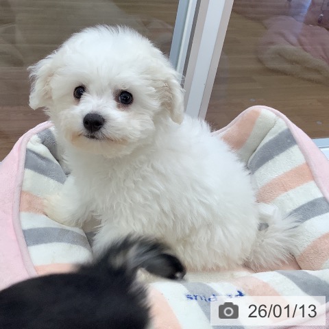 大阪府のビションフリーゼ (ペットプラス りんくう泉南店/2025年11月4日生まれ/男の子/ホワイト)の子犬の3枚目の画像