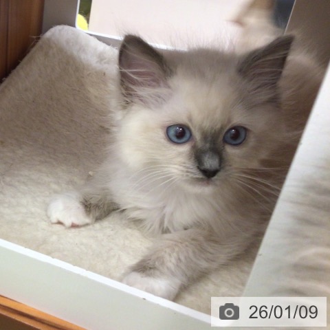 大阪府のラグドール (ペットプラス ららぽーと和泉店/2025年11月7日生まれ/男の子/ブルーポイントミテッド)の子猫の3枚目の画像
