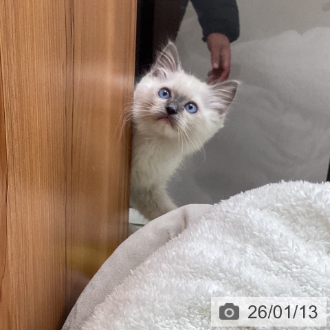 大阪府のラグドール (ペットプラス ららぽーと和泉店/2025年11月7日生まれ/男の子/ブルーポイントミテッド)の子猫の4枚目の画像