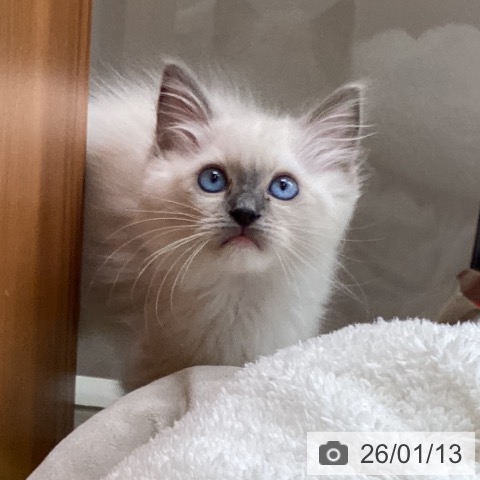 大阪府のラグドール (ペットプラス ららぽーと和泉店/2025年11月7日生まれ/男の子/ブルーポイントミテッド)の子猫の3枚目の画像