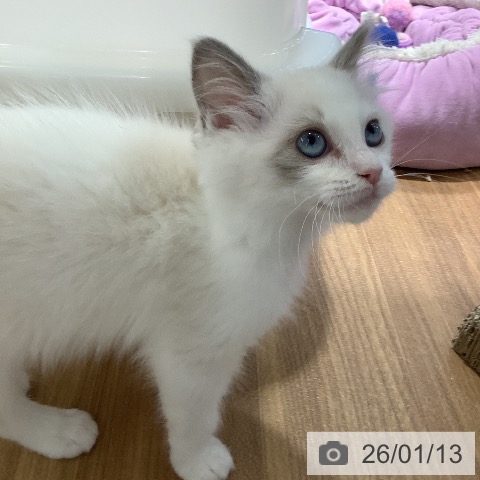 大阪府のラグドール (ペットプラス りんくう泉南店/2025年11月7日生まれ/女の子/ブルーポイントバイカラー)の子猫の3枚目の画像