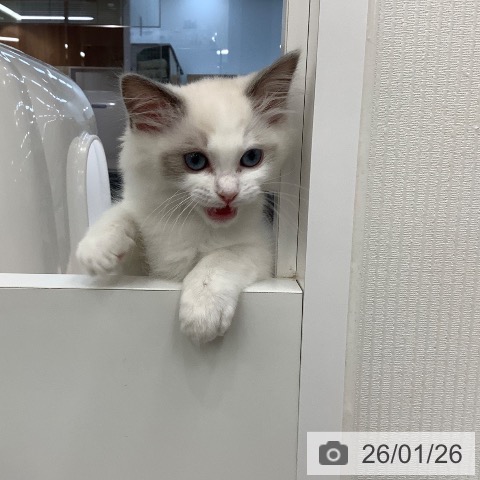 大阪府のラグドール (ペットプラス りんくう泉南店/2025年11月7日生まれ/女の子/ブルーポイントバイカラー)の子猫の4枚目の画像