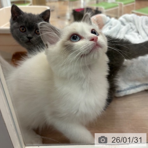 ラグドールの写真