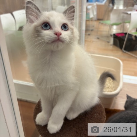 大阪府のラグドール (ペットプラス 大阪ドームシティ店/2025年11月7日生まれ/女の子/ブルーポイントバイカラー)の子猫の4枚目の画像