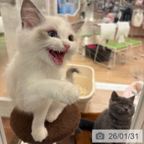 大阪府のラグドール (ペットプラス 大阪ドームシティ店/2025年11月7日生まれ/女の子/ブルーポイントバイカラー)の子猫の3枚目の画像