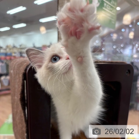 ラグドールの写真