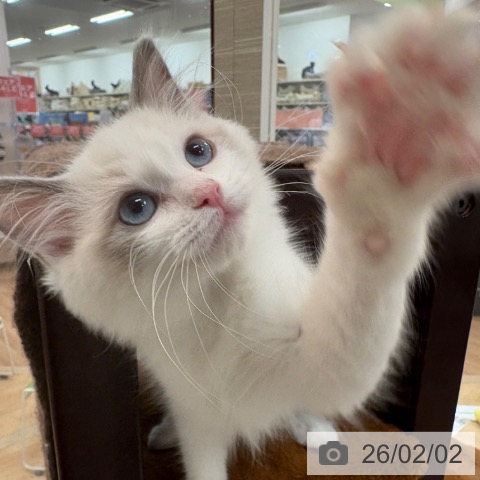 大阪府のラグドール (ペットプラス 大阪ドームシティ店/2025年11月7日生まれ/女の子/ブルーポイントバイカラー)の子猫の4枚目の画像