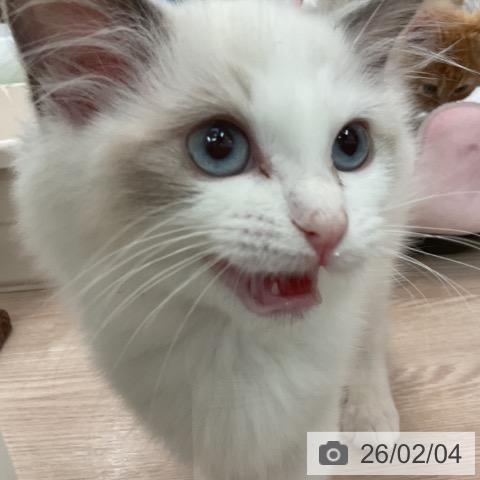 ラグドールの写真