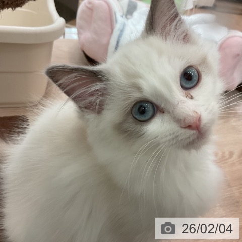 ラグドールの写真