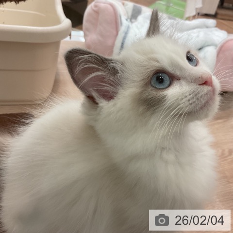 ラグドールの写真