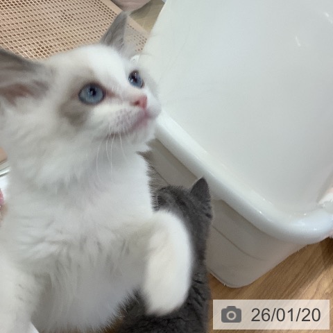 大阪府のラグドール (ペットプラス りんくう泉南店/2025年11月7日生まれ/女の子/ブルーポイントバイカラー)の子猫の3枚目の画像