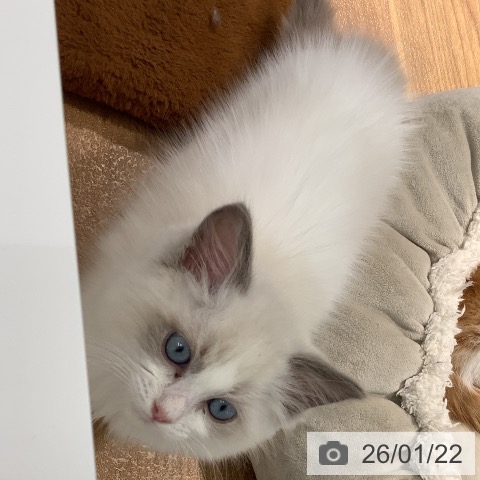 大阪府のラグドール (ペットプラス りんくう泉南店/2025年11月7日生まれ/女の子/ブルーポイントバイカラー)の子猫の4枚目の画像