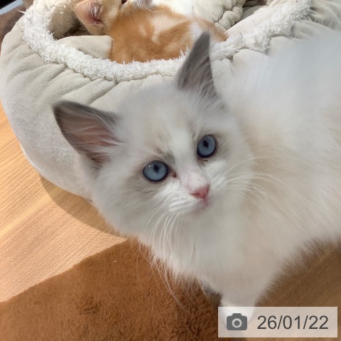 大阪府のラグドール (ペットプラス りんくう泉南店/2025年11月7日生まれ/女の子/ブルーポイントバイカラー)の子猫の3枚目の画像