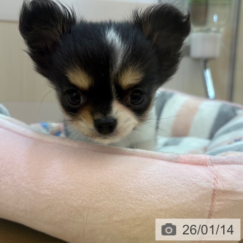 兵庫県のチワワ(ロング) (ペットプラス 姫路大津店/2025年11月2日生まれ/女の子/ブラックタンホワイト)の子犬の4枚目の画像