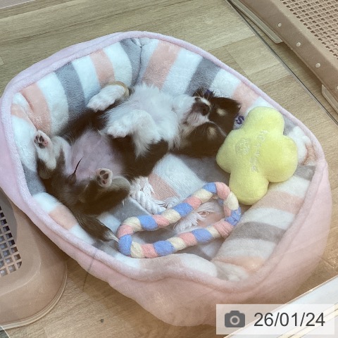 兵庫県のチワワ(ロング) (ペットプラス 姫路大津店/2025年11月2日生まれ/女の子/ブラックタンホワイト)の子犬の4枚目の画像