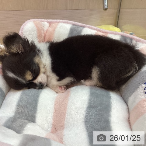 兵庫県のチワワ(ロング) (ペットプラス 姫路大津店/2025年11月2日生まれ/女の子/ブラックタンホワイト)の子犬の3枚目の画像