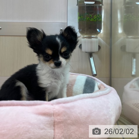 兵庫県のチワワ(ロング) (ペットプラス 姫路大津店/2025年11月2日生まれ/女の子/ブラックタンホワイト)の子犬の3枚目の画像