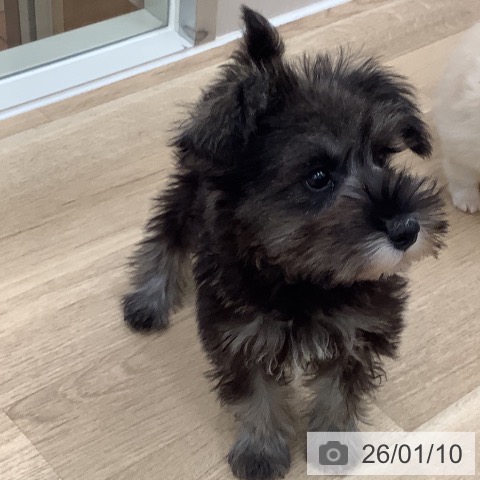 大阪府のミニチュアシュナウザー (ペットプラス 鶴見店/2025年10月24日生まれ/女の子/ソルトペッパー)の子犬の4枚目の画像