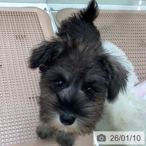 大阪府のミニチュアシュナウザー (ペットプラス 鶴見店/2025年10月24日生まれ/女の子/ソルトペッパー)の子犬の3枚目の画像